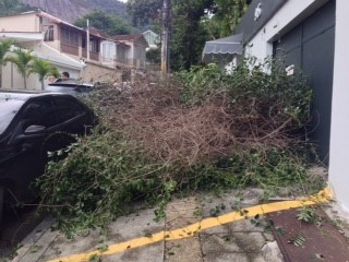 Árvore caiu no Jardim Botânico (Foto: G1)