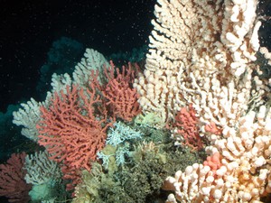 Recife de coral norueguês: corais estão entre as espécies mais vulneráveis à acidificação do oceano. (Foto: AP Photo/Geomar, Karen Hissmann)