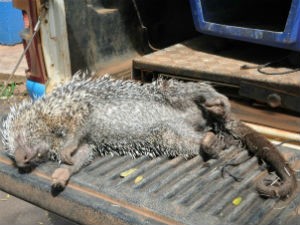Ouriço-cacheiro não resistiu aos ferimentos e morreu em Campo Grande.  (Foto: Gabriela Pavão/ G1 MS)