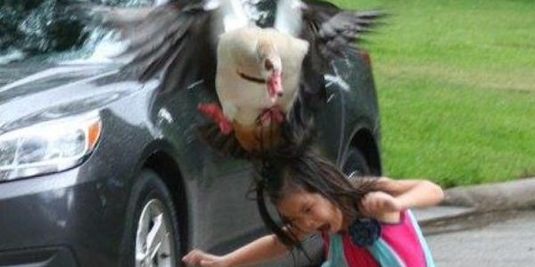 Ave impiedosa cai de bico na inocente garotinha que a importunava