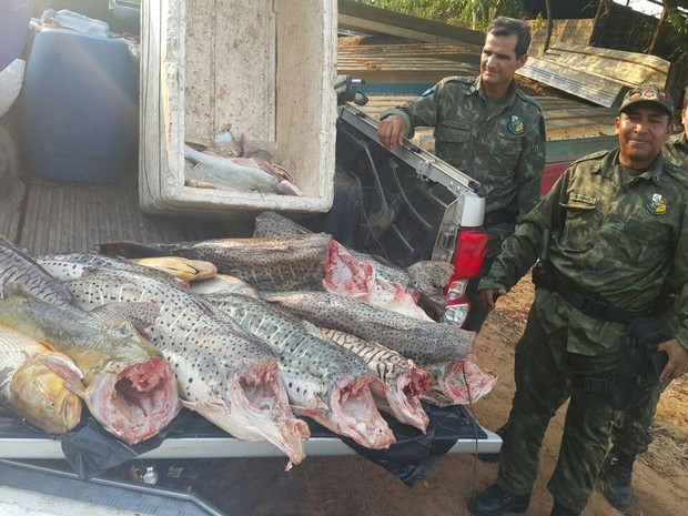 Pescado irregular que foi apreendido pela PM foi doado à instituições filantrópicas (Foto: Batalhão Ambiental da PM/Divulgação)