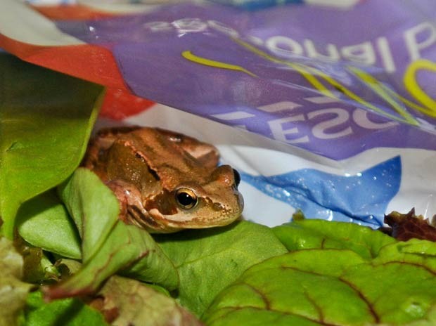 Em 2011, a britânica Sara Eason diz ter encontrado um sapo vivo em uma embalagem de salada comprada em um supermercado em Londres, na Inglaterra. Ao notar que algumas folhas estavam mais viscosas, ela decidiu dar uma olhada e levou um susto quando viu o anfíbio (Foto: Jules Annan/Barcroft Media/Getty Images)