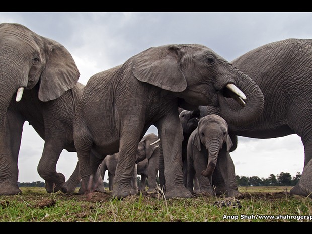 Maravilhas da Natureza: A Inteligência da Criação fica na galeria Oberhausen Gasometer até o dia 11 de dezembro. Na imagem acima, uma manada de elefantes mata a sede na Reserva Nacional Maasai Mara, no Quênia, em uma foto feita por Anup Shah em julho de 2 (Foto: Anup Shah )