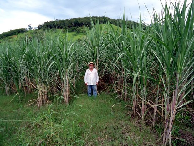 Produtor será beneficiado com a cana forrageira para melhorar alimentação do rebanho. (Foto: Reprodução/Pesagro-Rio)