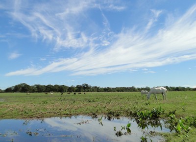 Hoje é dia do Pantanal - Revista Globo Rural