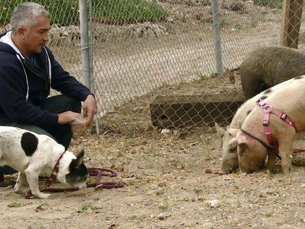 O apresentador Cesar Millan, conhecido como encantador de cães, treina um cão agressivo perto de porcos (Foto: Reprodução/ Facebook/ Cesar Millan)