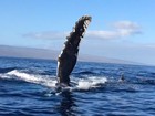 Baleia-jubarte surpreende grupo ao 'atropelar' barco inflável no Havaí