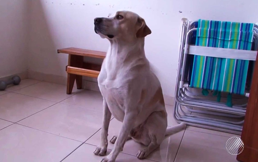 Cão vira-lata que salvou menino de seis anos do ataque de uma cadela rottweiler na Bahia  (Foto: Imagem/Tv Sudoeste)