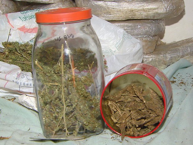 PM-PE apreende 57 kg de maconha e destrói estufa para cultivo da erva (Foto: Reprodução / TV Globo)