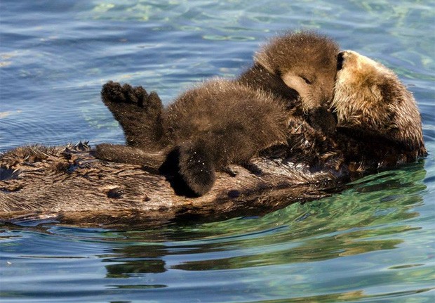 Em momento 'mãe e filho', lontra foi flagrada descansando na barriga da mãe enquanto ganhava 'beijo' (Foto: Divulgação/Monterey Bay Aquarium)