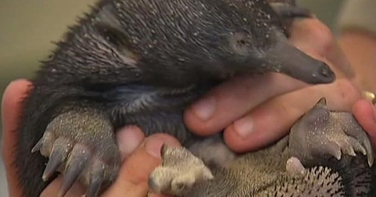 Como Se Chamam Os Mamíferos Que Poe Ovos