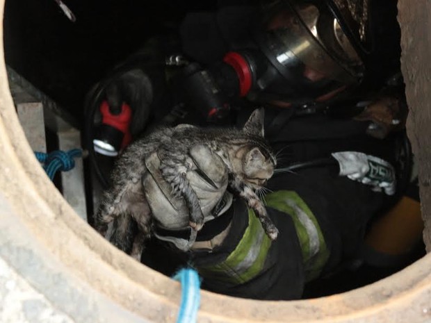 Último gato foi resgatado no sábado pelos bombeiros em Rio Claro SP (Foto: Vitor Liasch)