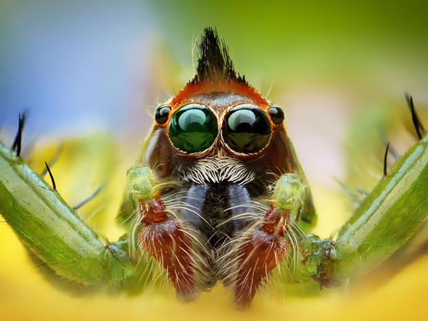 O fotógrafo Roni Hendrawan registrou closes coloridos de aranhas e revelou detalhes surpreendentes desses animais peludos de oito patas (Foto: Roni Hendrawan/Solent News/Rex Features)