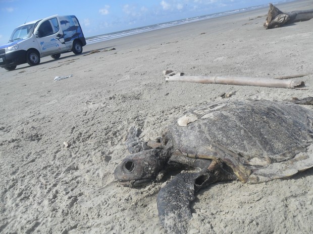 Tartarugas encontradas em Ilha Comprida, SP (Foto: Divulgação/ Cristian Negrão) Tartarugas encontradas em Ilha Comprida, SP (Foto: Divulgação/ Cristian Negrão)