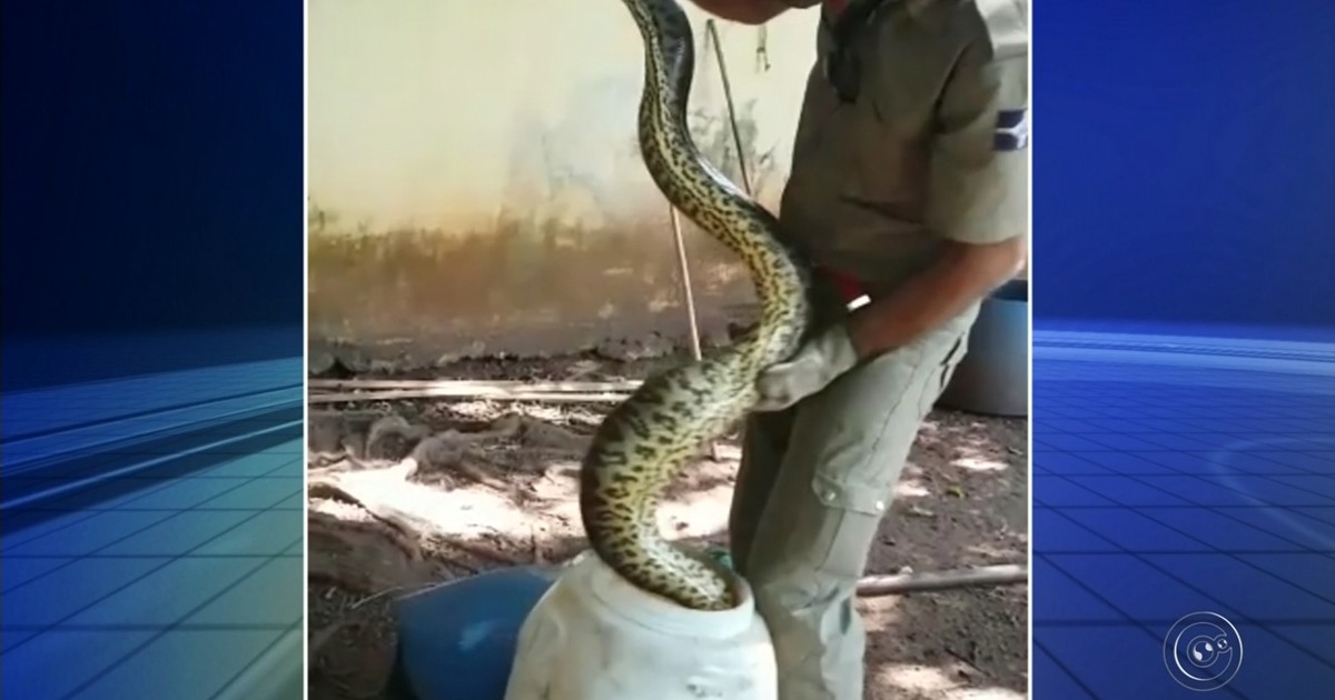 Jiboia é encontrada em galinheiro de casa em Ibitinga - Globo.com