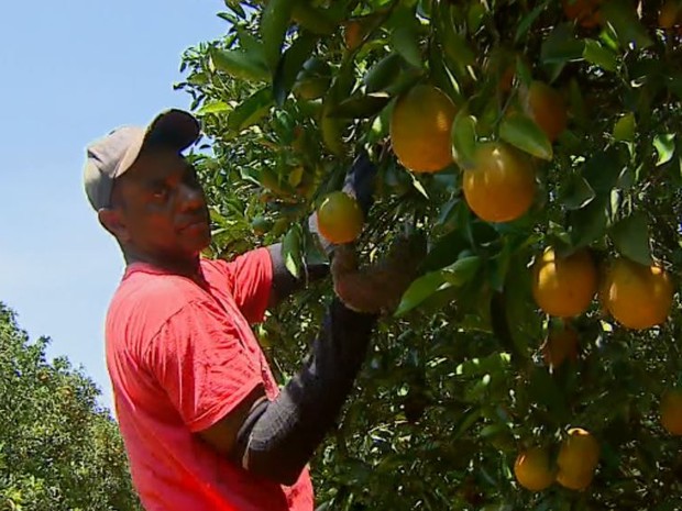 Colheita rende até R$ 4 mil por mês em Matão (Foto: Reprodução/ EPTV) Colheita rende até R$ 4 mil por mês em Matão (Foto: Reprodução/ EPTV)