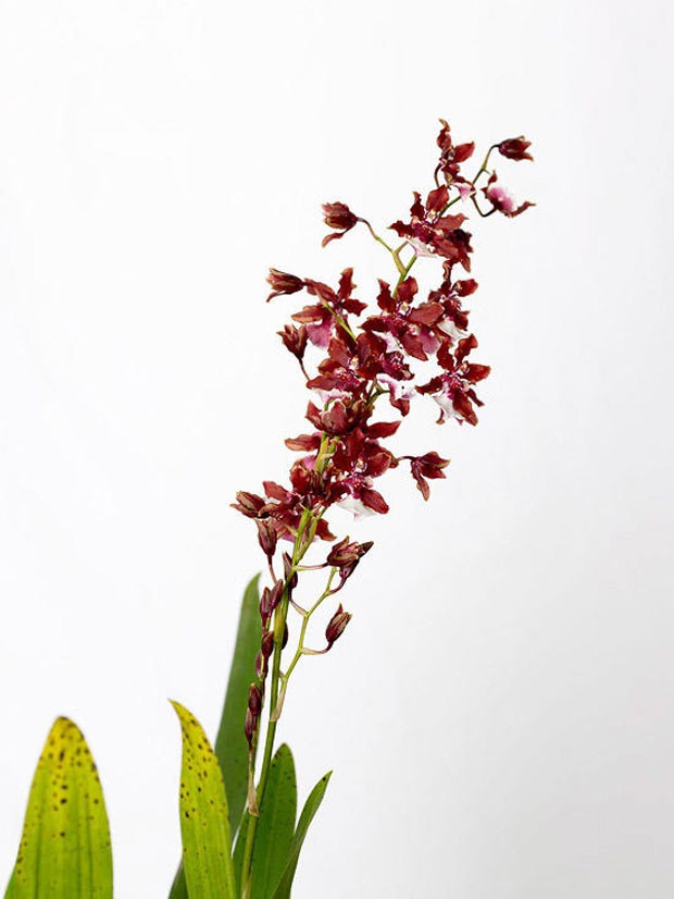 Cinco orquídeas que florescem no inverno para ter em casa (Foto: Divulgação)