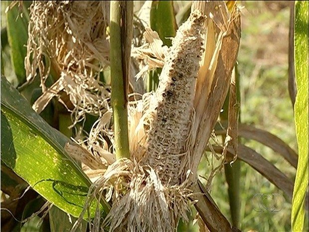 Espigas de milho também estão sendo destruídas por periquitos (Foto: Reprodução/TV Anhanguera)