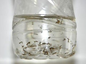 Larvas do mosquito da dengue (Foto: Tita Mara /G1)