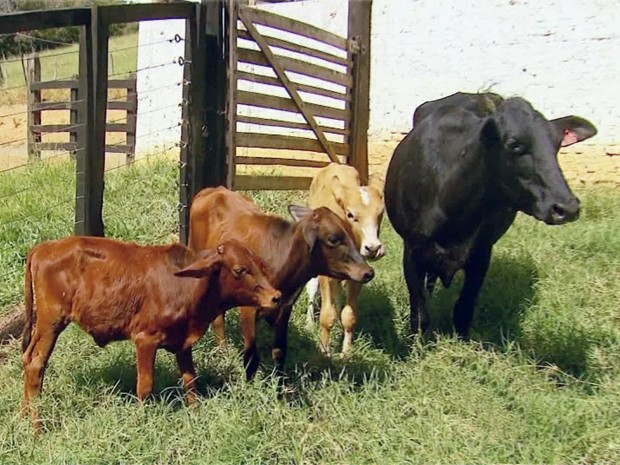 Vaca deu à luz a trigêmeos e é criada em sítio em Borda da Mata, MG (Foto: Erlei Peixoto / EPTV)