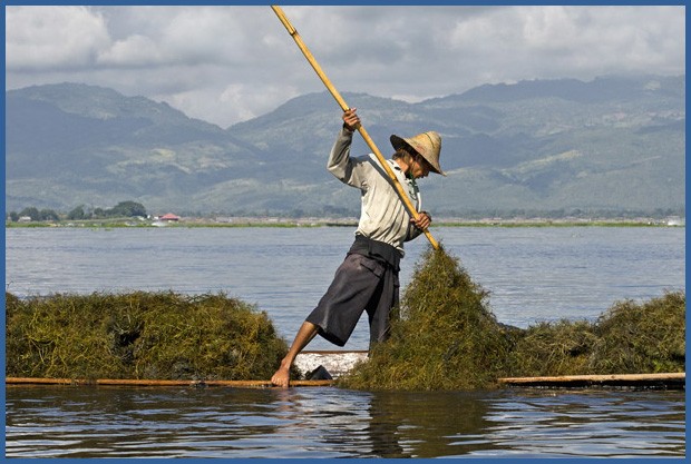 Pescadores trazem à tona pesadas porções de algas nativas, que serão usadas nas ilhas flutuantes que servem como canteiros agrícolas (Foto: Haroldo Castro/ÉPOCA)