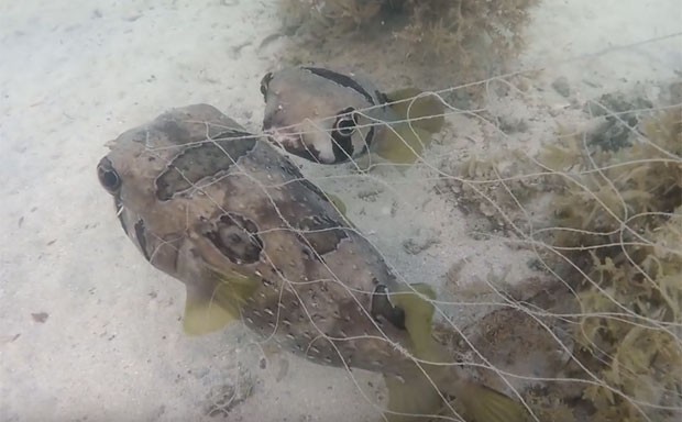 Peixe não abandonou companheiro que ficou preso em rede de pesca (Foto: Reprodução/YouTube/Core Sea)