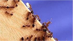 Formigas que se alastram pelo sul dos Estados Unidos são alvo de estudo científico no país (Foto: WikiCommons/BBC)