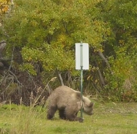 G Urso Filmado Se Co Ando Em Poste Em Parque No Alasca Not Cias