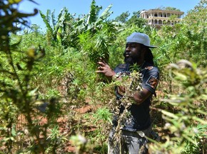 Tour Da Maconha Leva Turistas A Plantacoes Da Erva Na Jamaica Turismo E Viagem G1