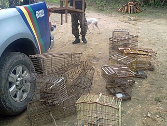 Aves estavam em gaiolas no Engenho São João (Foto: Divulgação / Cipoma)