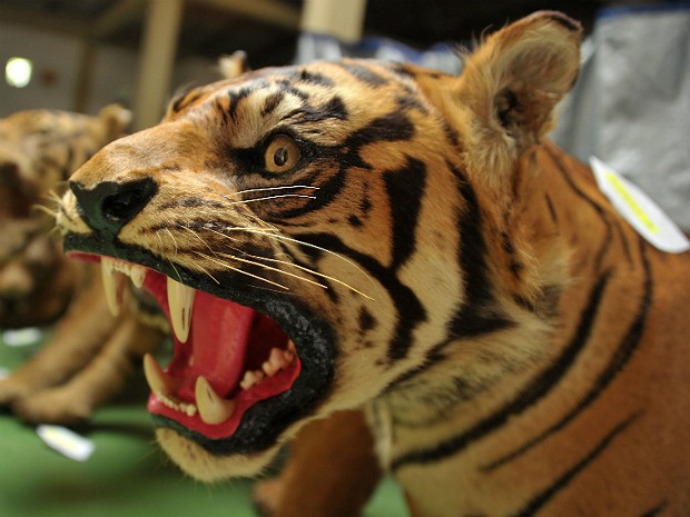 Tigres sumatra 2 (Foto: Bay Ismoyo/AFP)