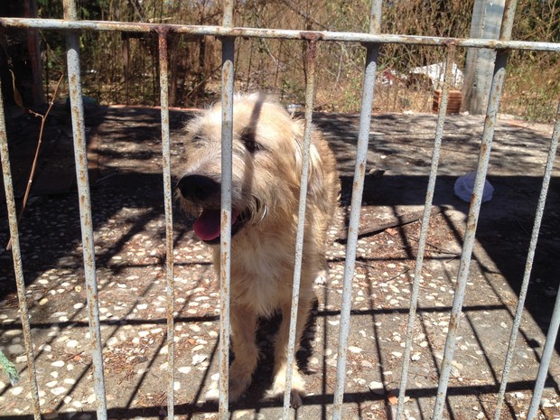 Cão é abandonado em terreno baldio em Teresina (Foto: Gilcilene Araújo/G1)