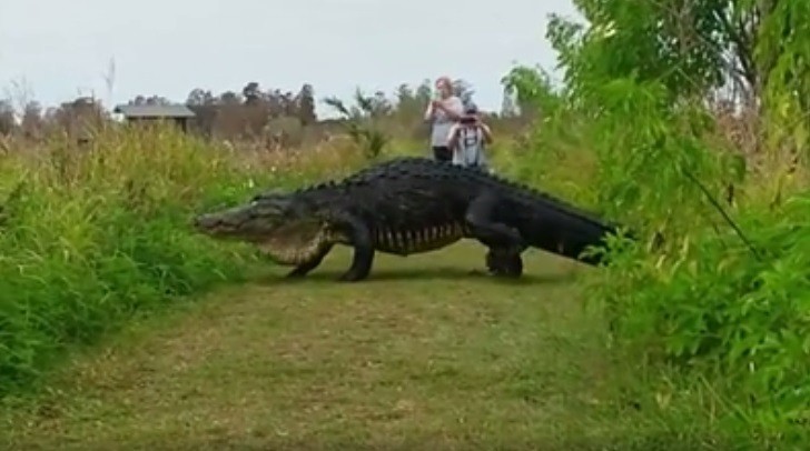 Alig&aacute;tor corcunda &eacute; avistado na Fl&oacute;rida