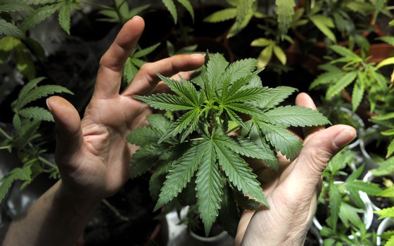 maconha (Foto: AP Photo/Matilde Campodonico) maconha (Foto: AP Photo/Matilde Campodonico)