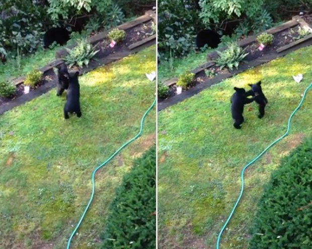 Scot Frerman filmou uma 'luta fofa' entre dois filhotes de urso (Foto: Reprodução/YouTube/Scot Frerman)