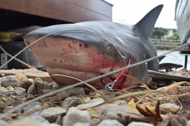 Mark Bowyer fisgou tubarão-touro em canal atrás de sua casa (Foto: Reprodução/Twitter/MeganMackander)