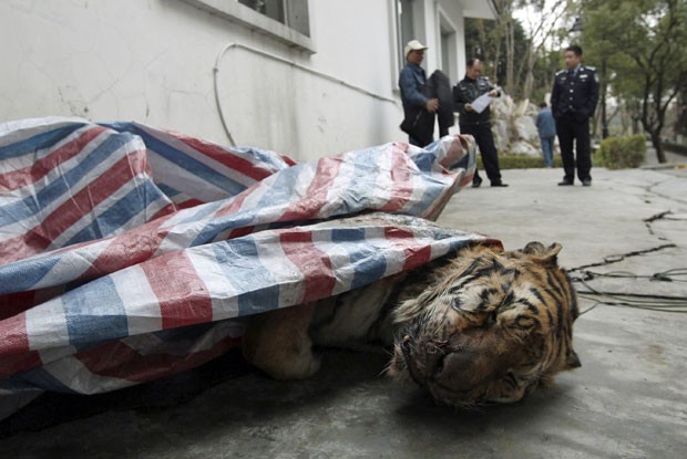 Corpo de tigre é visto dentro de porta-malas de automóvel em cidade chinesa. Polícia suspeita que exemplar seja um tigre-siberiano ou um tigre-de-Amur (Fot Reuters/China Daily)