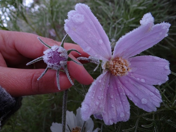 Flores da cidade amanheceram cobertas por uma fina camada de gelo (Foto: Divulgação/Marília Oliveira/Prefeitura de Urupema)