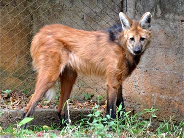 G1 - Lobo-guará e ave pavó são os novos moradores do Zoo de Americana ...