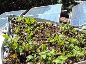 Placas solares e telhado verde são opções sustentáveis (Foto: Divulgação)