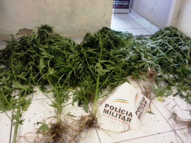 Pés de maconha eram cultivados no quintal de casa, em Ouro Preto. (Foto: Polícia Militar/ Divulgação) Pés de maconha eram cultivados no quintal de casa, em Ouro Preto. (Foto: Polícia Militar/ Divulgação)