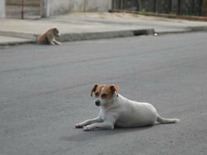 População de cães de rua chega a 60 mil, diz Gerência de Zoonoses (Foto: Divulgação/Prefeitura de Ponta Grossa)
