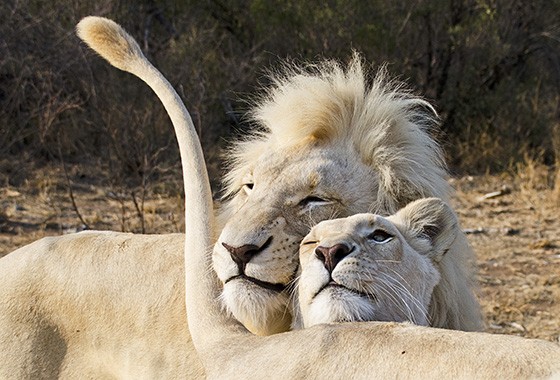 Os dois machos e a fêmea são crias de um casal de leões brancos, ambos com genes recessivos  (Foto: © Haroldo Castro/Época)