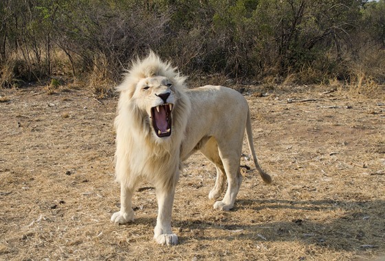 Um leão branco em uma reserva particular na África do Sul  (Foto: © Haroldo Castro/Época)