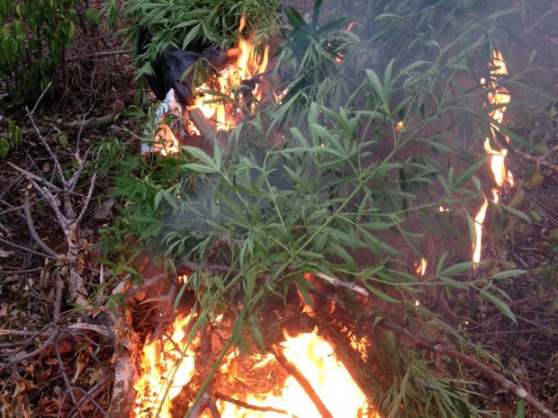 Maconha foi incinerada (Foto: Divulgação/Polícia Militar)