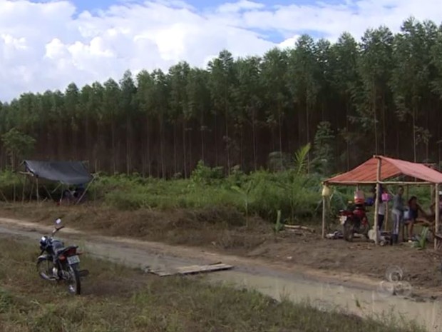Área invadida funciona plantação de eucalipto pertencente a Amcel (Foto: Reprodução/TV Amapá)