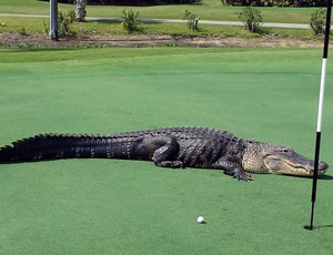 jacaré invade o campo de golfe (Foto: Reuters)
