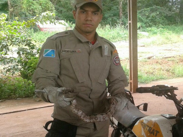 Jiboia foi capturada em tanque de motocicleta em Ladário (Foto: Corpo de Bombeiros/Divulgação)