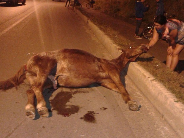 Cavalo morreu após ser atropelado em Poços (Foto: Odair Valeriano)