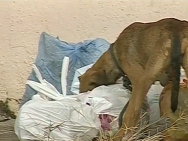 Cães são hospedeiros da leishmaniose, quando picado pelo mosquito palha (Foto: Reprodução/ TV TEM)